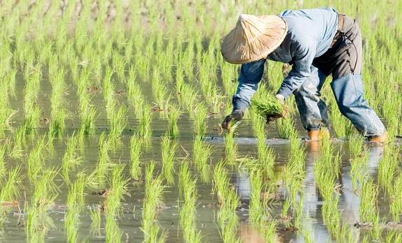 農(nóng)業(yè)品牌戰(zhàn)略規(guī)劃，對業(yè)務(wù)成功的作用